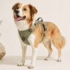 PawWell No-Pull Dog Harness