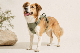 PawWell No-Pull Dog Harness